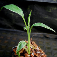 Musa "Nono" - Pink Variegated Banana