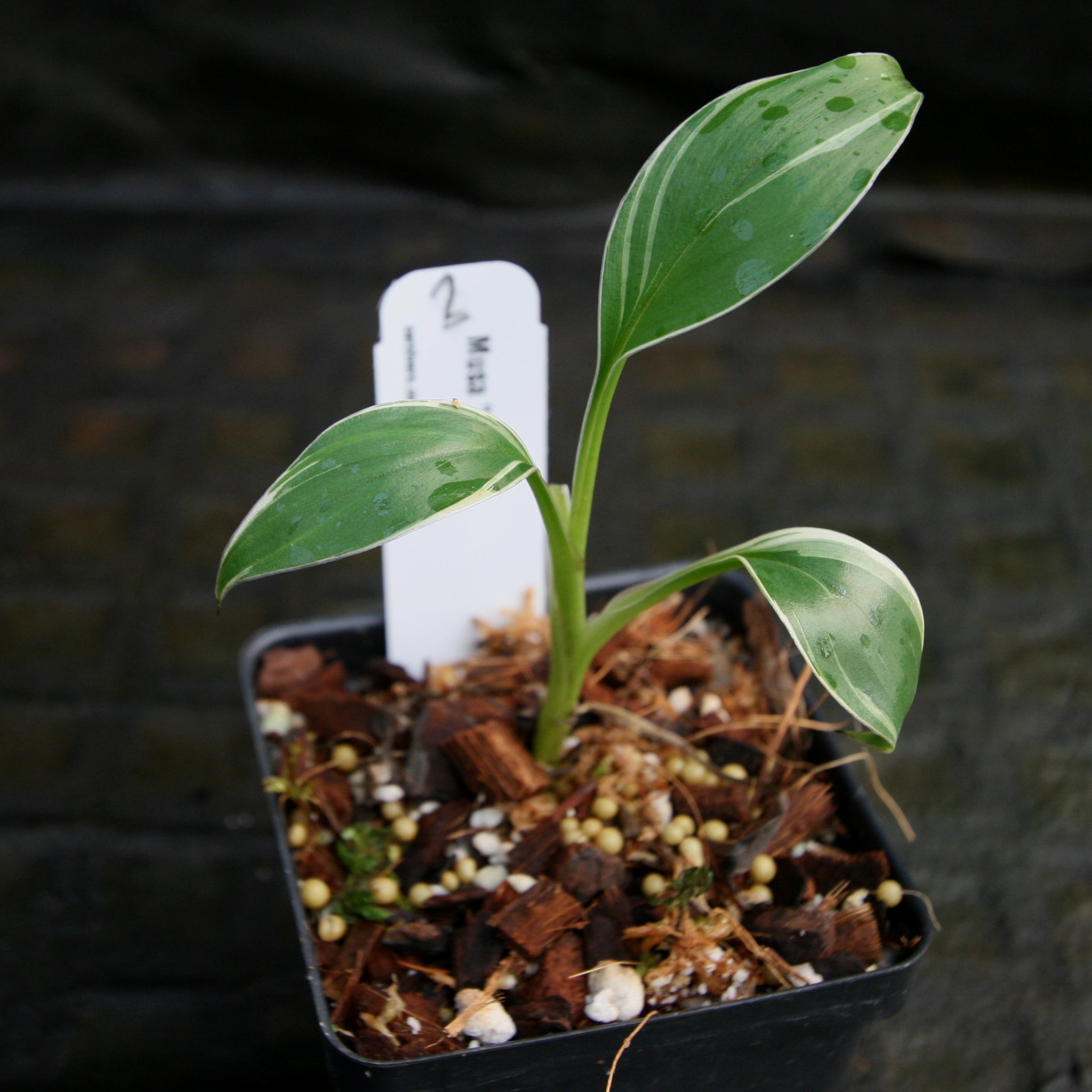 Musa 