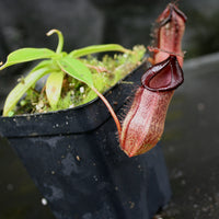 Nepenthes (spathulata x jacquelineae) x hamata MT, CAR-0144