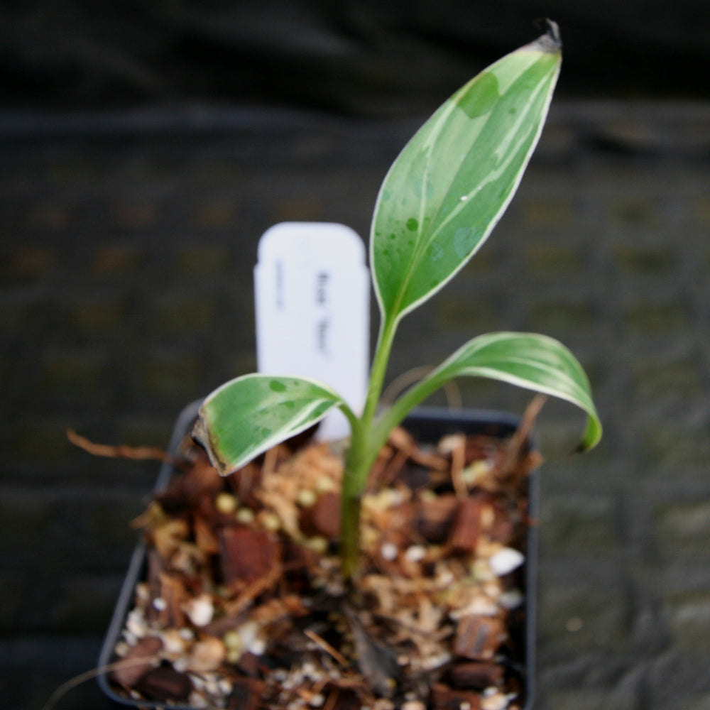
                      
                        Musa "Nono" - Pink Variegated Banana
                      
                    