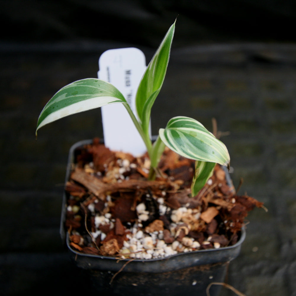 
                      
                        Musa "Nono" - Pink Variegated Banana
                      
                    