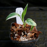 Musa "Nono" - Pink Variegated Banana