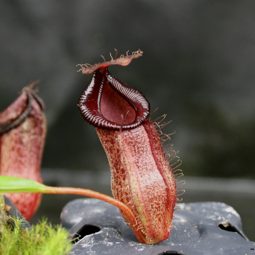 
                      
                        Nepenthes (spathulata x jacquelineae) x hamata MT, CAR-0144
                      
                    