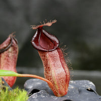 Nepenthes (spathulata x jacquelineae) x hamata MT, CAR-0144