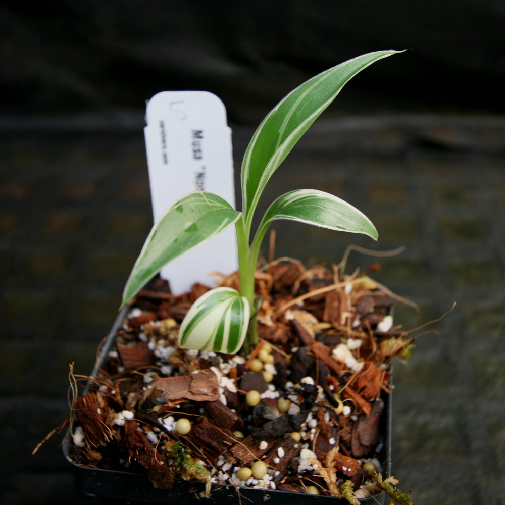 
                      
                        Musa "Nono" - Pink Variegated Banana
                      
                    