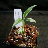 Musa "Nono" - Pink Variegated Banana