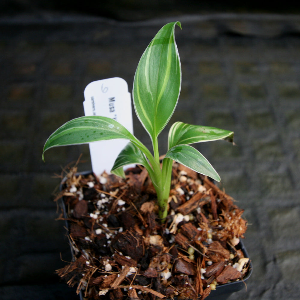 
                      
                        Musa "Nono" - Pink Variegated Banana
                      
                    