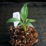 Musa "Nono" - Pink Variegated Banana