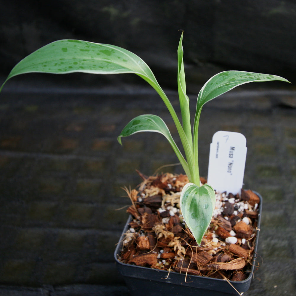 
                      
                        Musa "Nono" - Pink Variegated Banana
                      
                    