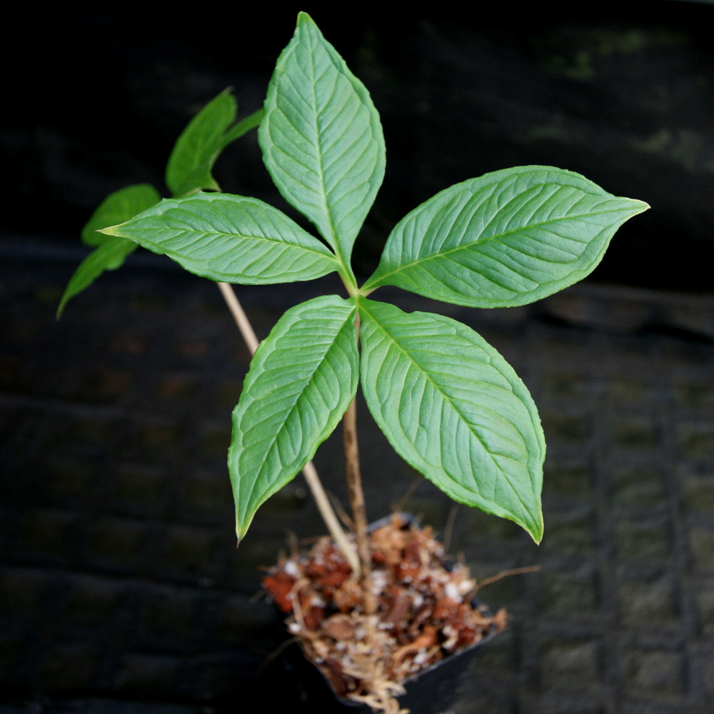 
                      
                        Amorphophallus konjac, Corpse Flower, Voodoo Lily
                      
                    