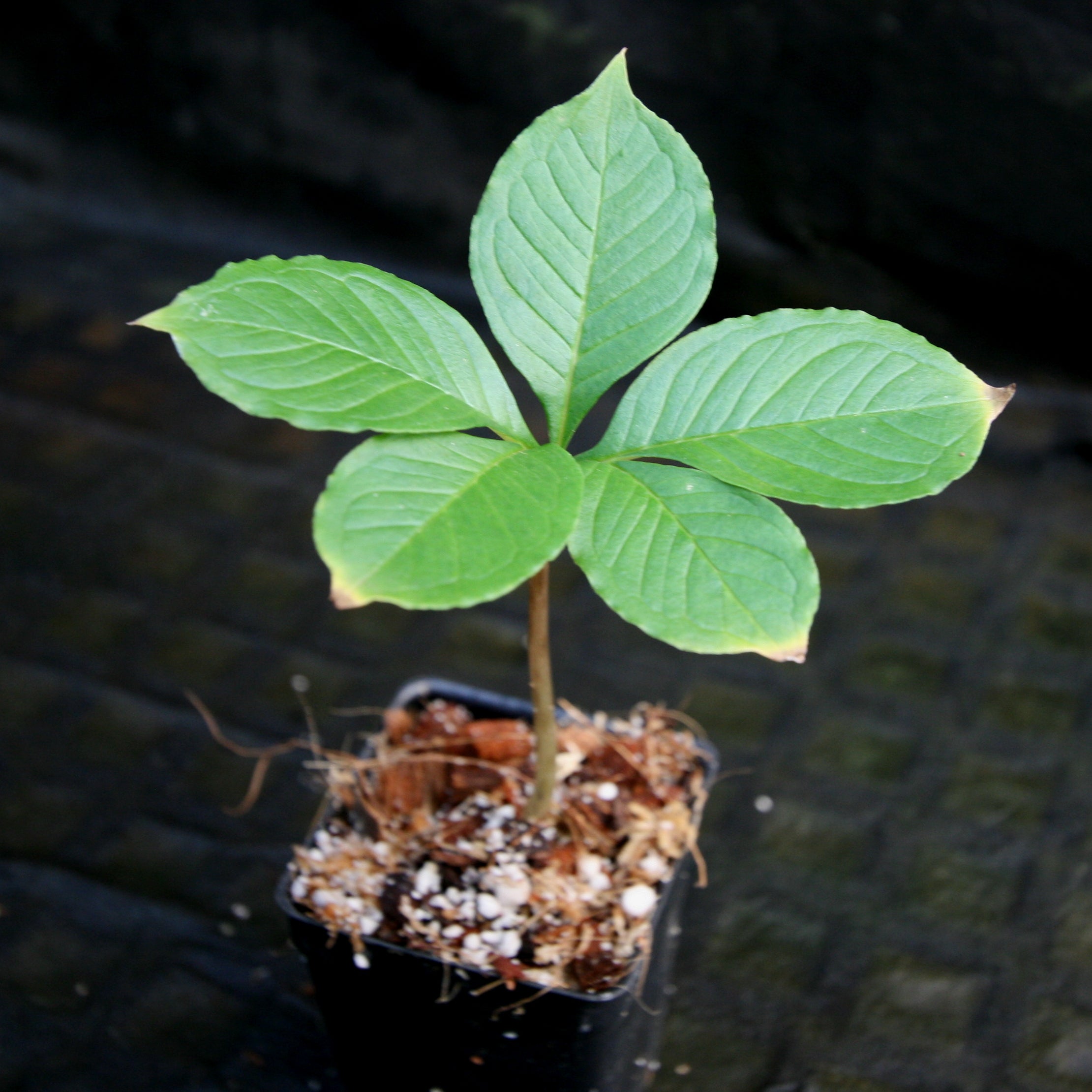 Amorphophallus konjac, Corpse Flower, Voodoo Lily – Carnivero