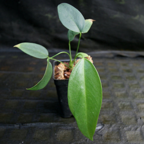 Anthurium scherzerianum var rothschildianum young plant with glossy green oval leaves in a small pot