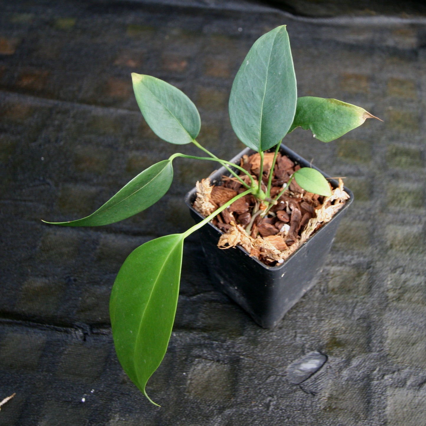 anthurium scherzerianum rothschildianum Anthurium scherzerianum var rothschildianum – Carnivero