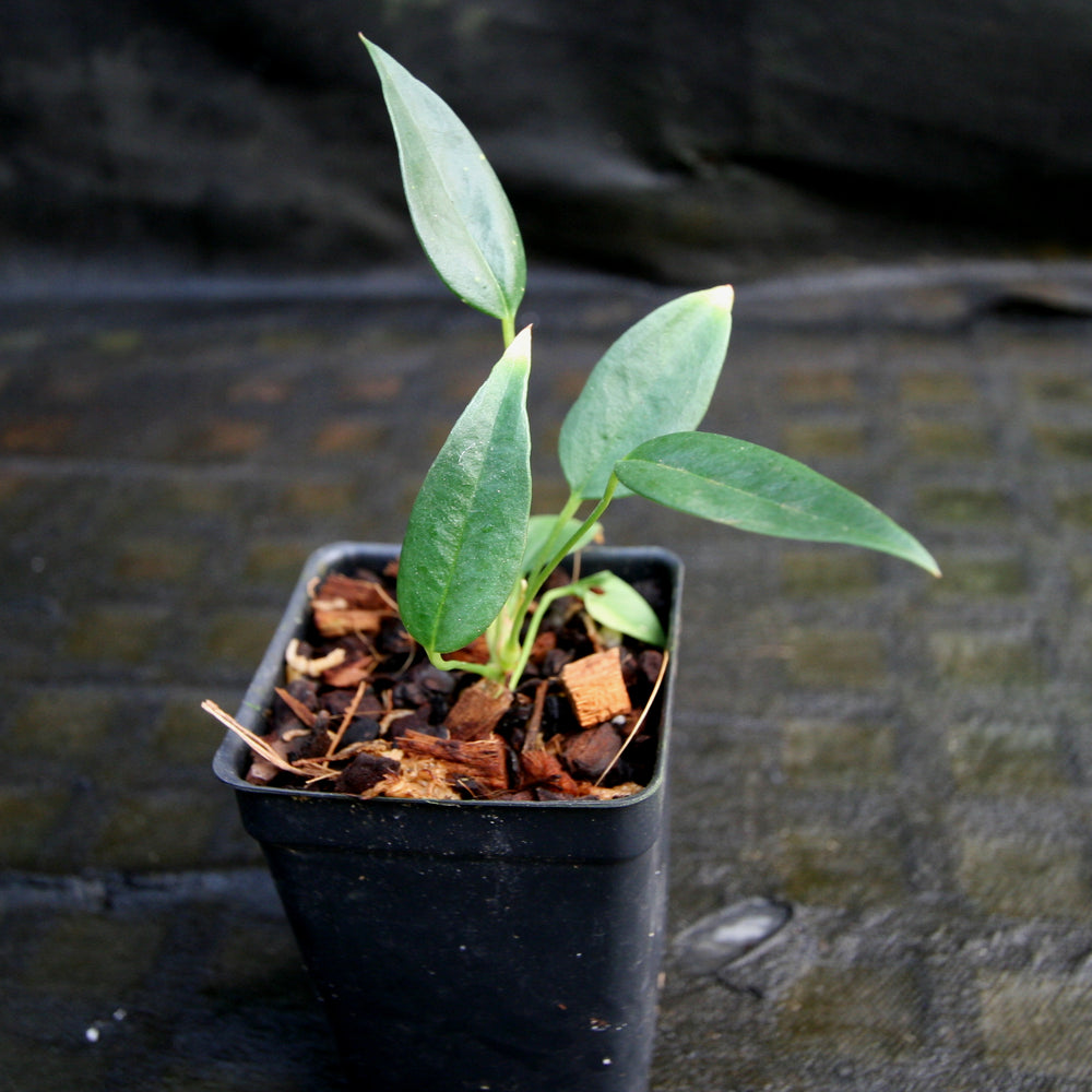 
                      
                        Anthurium scherzerianum var rothschildianum
                      
                    