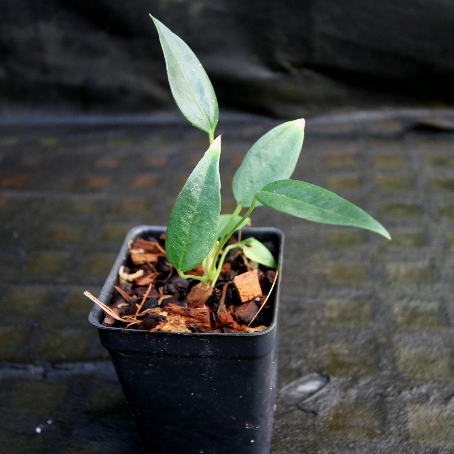 anthurium rothschildianum Anthurium scherzerianum var rothschildianum – Carnivero