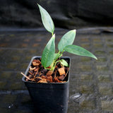 Anthurium scherzerianum var rothschildianum