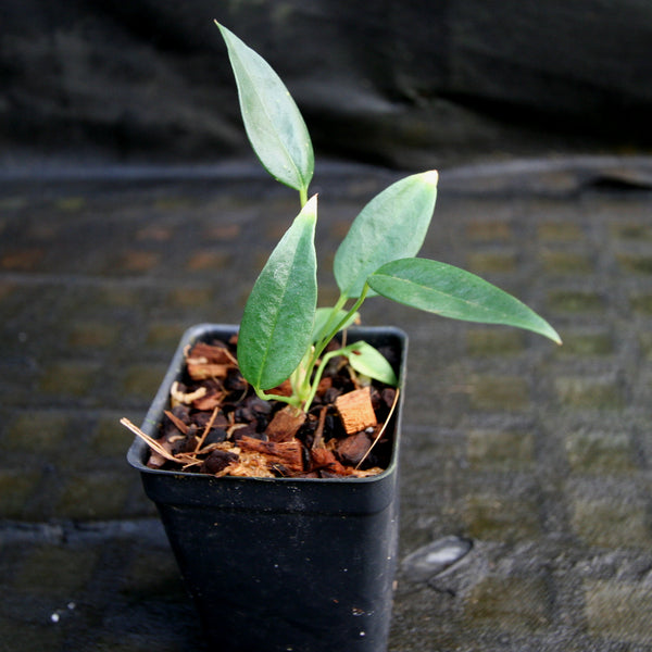 Anthurium scherzerianum var rothschildianum