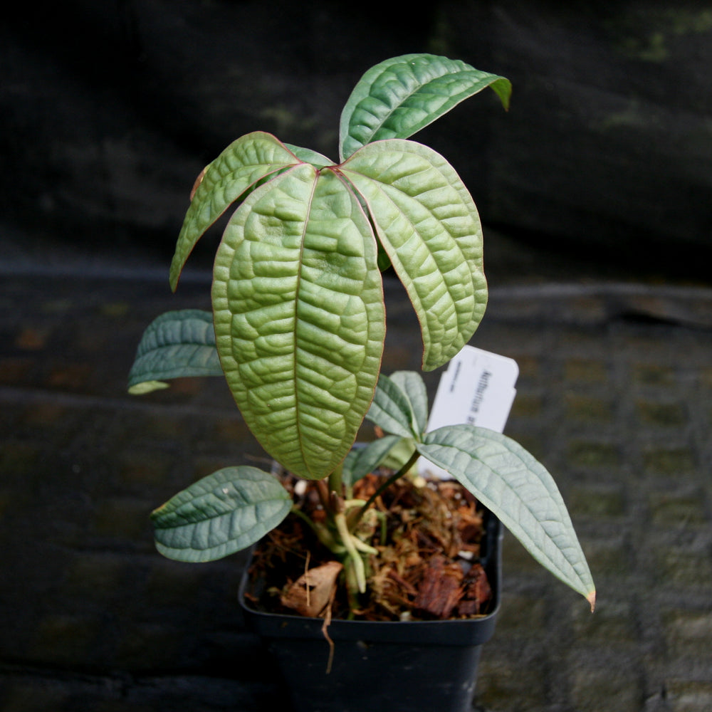 
                      
                        Anthurium arisaemoides
                      
                    