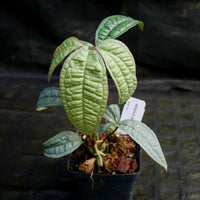 Anthurium arisaemoides