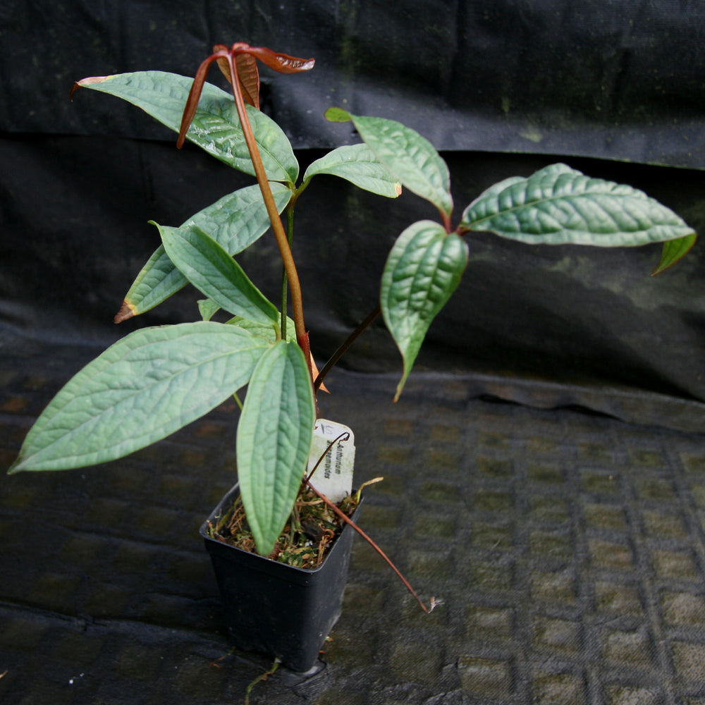 
                      
                        Anthurium arisaemoides
                      
                    