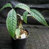 Anthurium arisaemoides