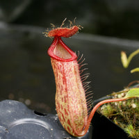 Nepenthes (spathulata x jacquelineae) x hamata MT, CAR-0144