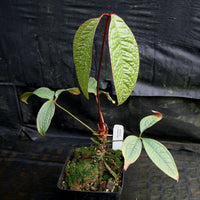 Anthurium arisaemoides