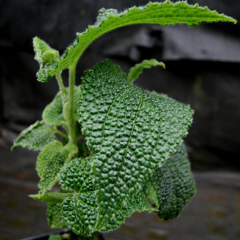 Piper ulceratum close up showing fuzzy textured green leaves with pronounced wrinkled surfaces