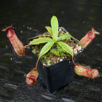 Nepenthes (spathulata x jacquelineae) x hamata MT, CAR-0144