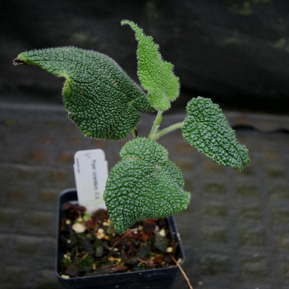 
                      
                        Piper ulceratum
                      
                    