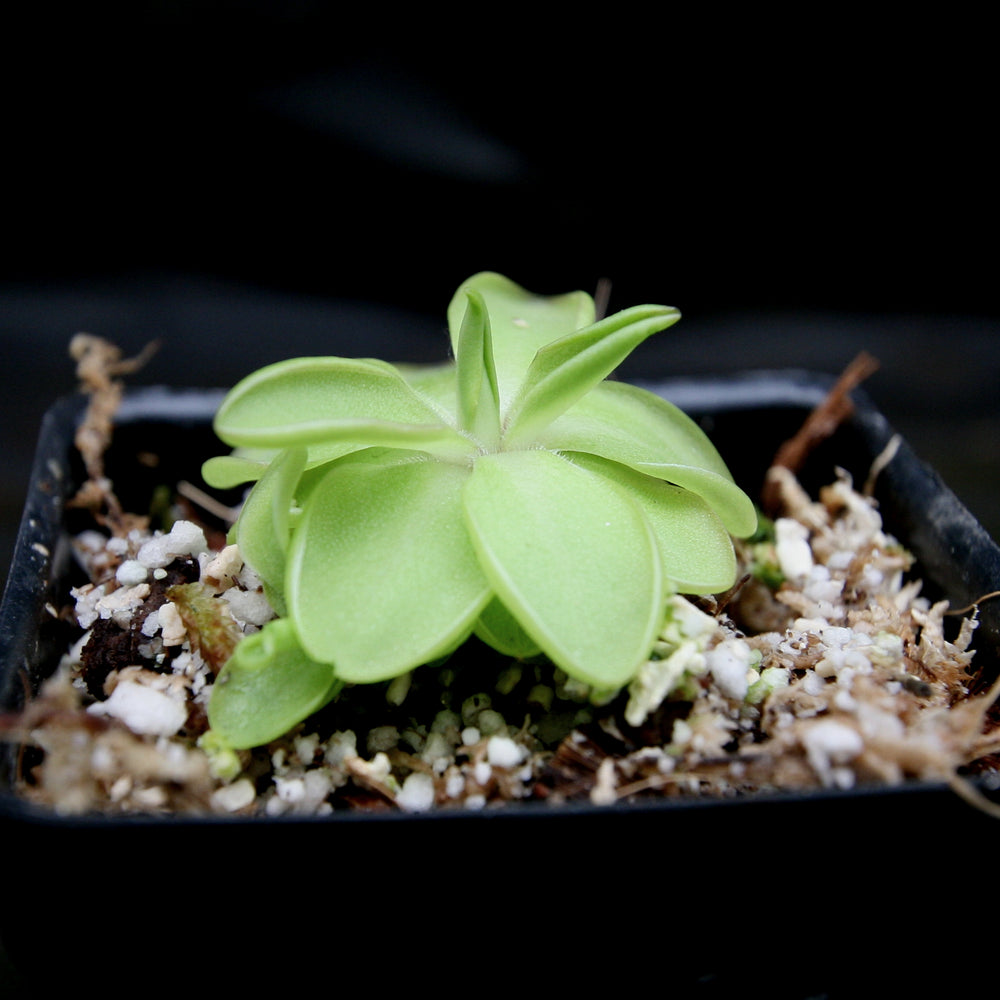 
                      
                        Pinguicula 'Seductora' Butterwort with small green leaves with pink edges, purple flower, easy to grow, carnivorous plant, gnat eating plant, house plant, collectors plant
                      
                    