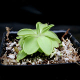 Pinguicula 'Seductora'