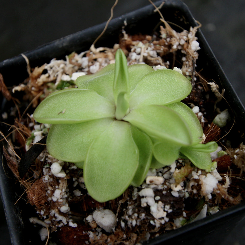 
                      
                        Pinguicula 'Seductora' Butterwort with small green leaves with pink edges, purple flower, easy to grow, carnivorous plant, gnat eating plant, house plant, collectors plant
                      
                    