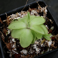 Pinguicula 'Seductora' Butterwort with small green leaves with pink edges, purple flower, easy to grow, carnivorous plant, gnat eating plant, house plant, collectors plant