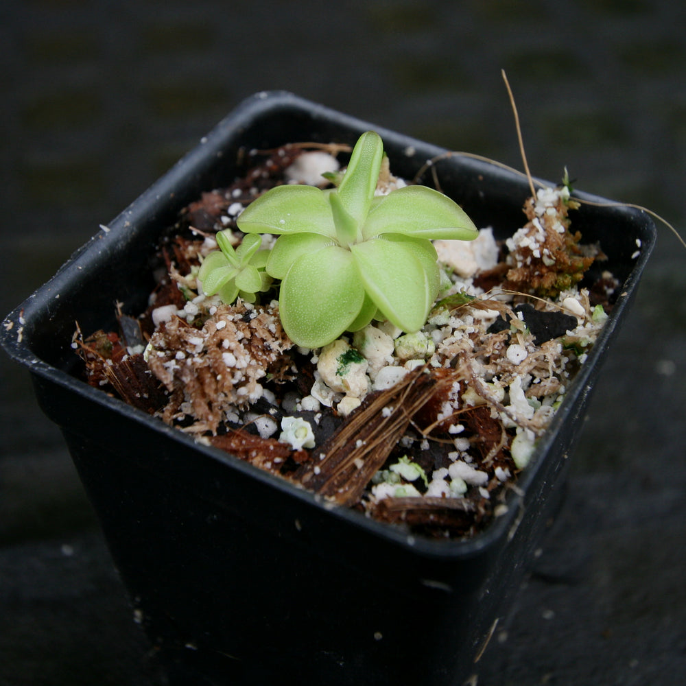 
                      
                        Pinguicula 'Seductora' Butterwort with small green leaves with pink edges, purple flower, easy to grow, carnivorous plant, gnat eating plant, house plant, collectors plant
                      
                    