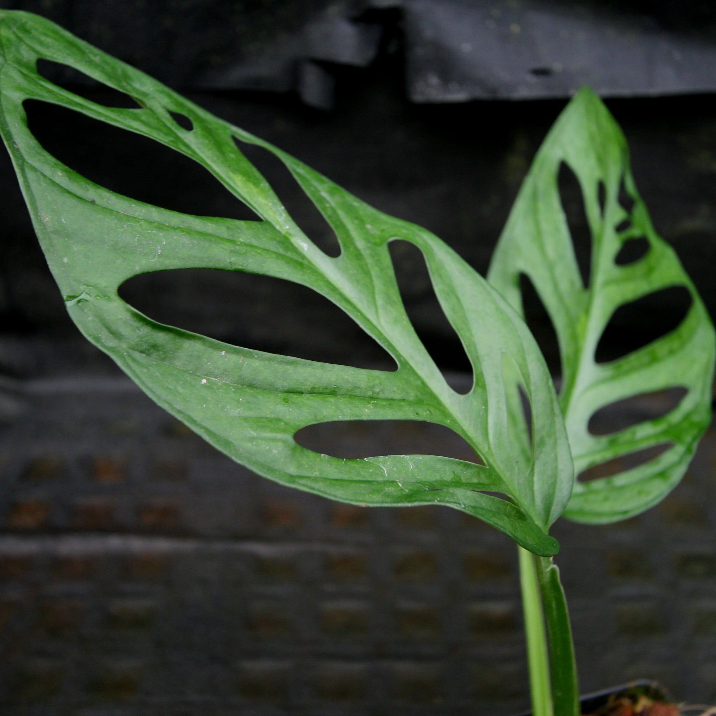 CANTY HYPER MONSTERA Why is my Monstera Not Growing? 9 Crucial Reasons Why