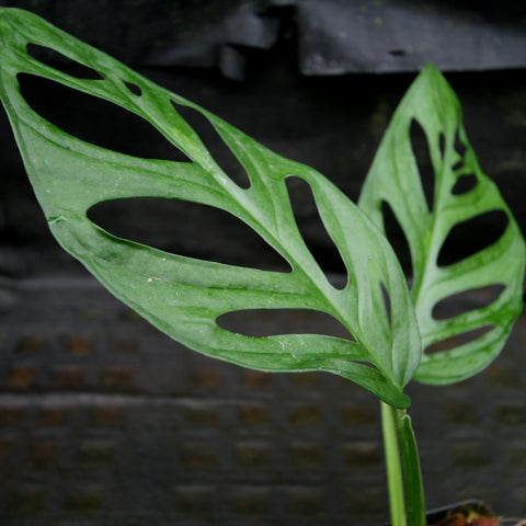 Monstera adansonii leaf with irregular fenestrations close up
