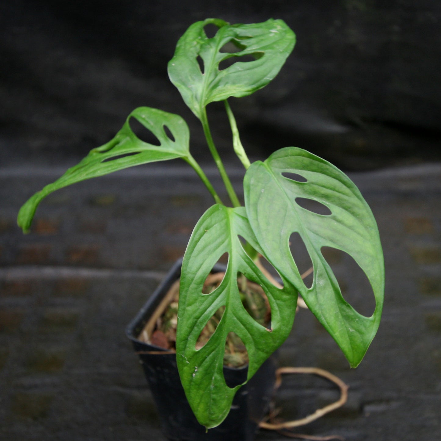 monstera adansonii black leaves Monstera adansonii – Carnivero