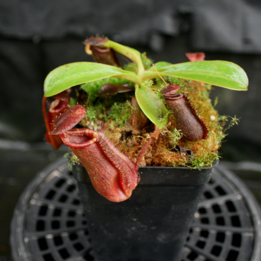 
                      
                        Nepenthes muluensis x lowii, BE-3128
                      
                    