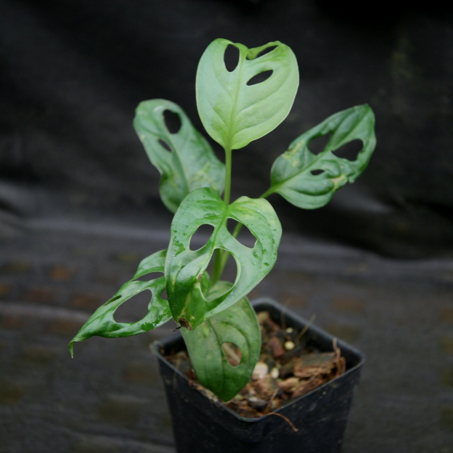 monstera adansonii philippines Monstera adansonii – Carnivero