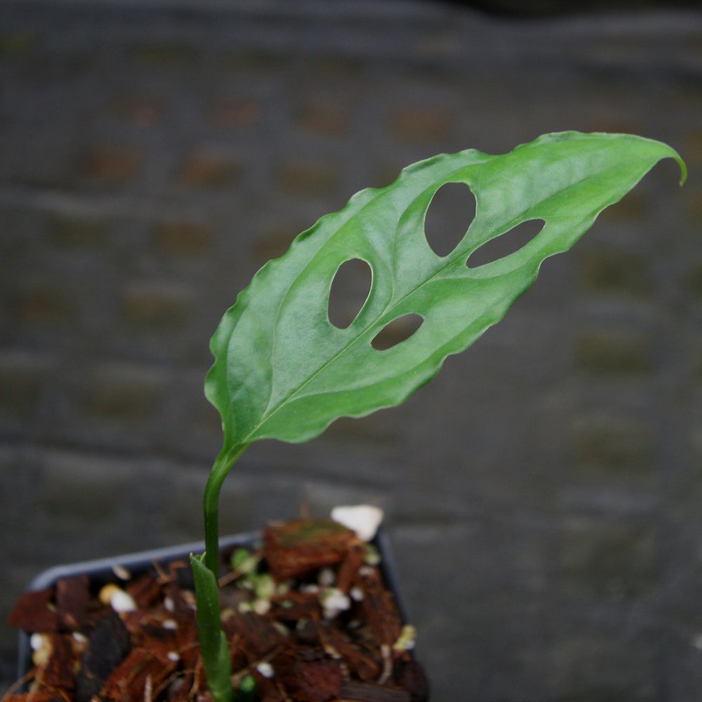 
                      
                        Monstera obliqua sp. Peru
                      
                    