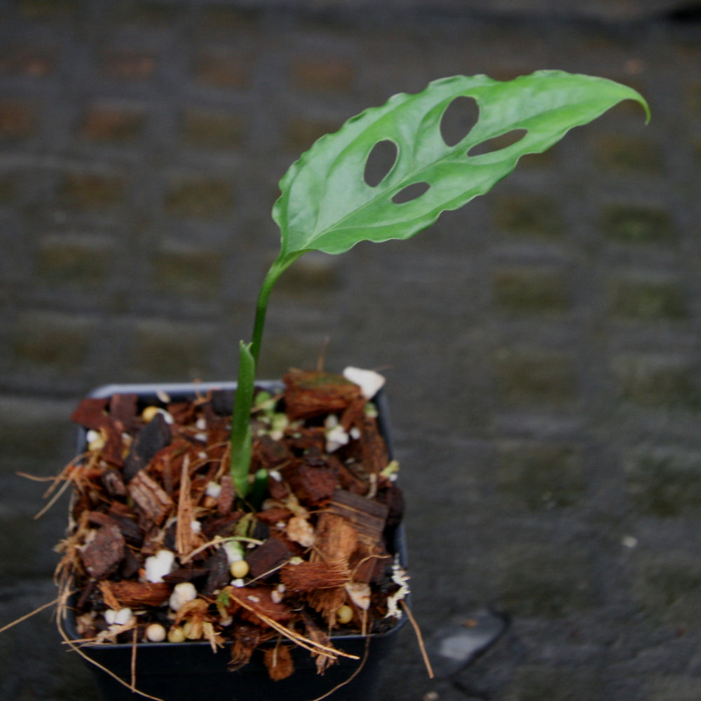 
                      
                        Monstera obliqua sp. Peru
                      
                    