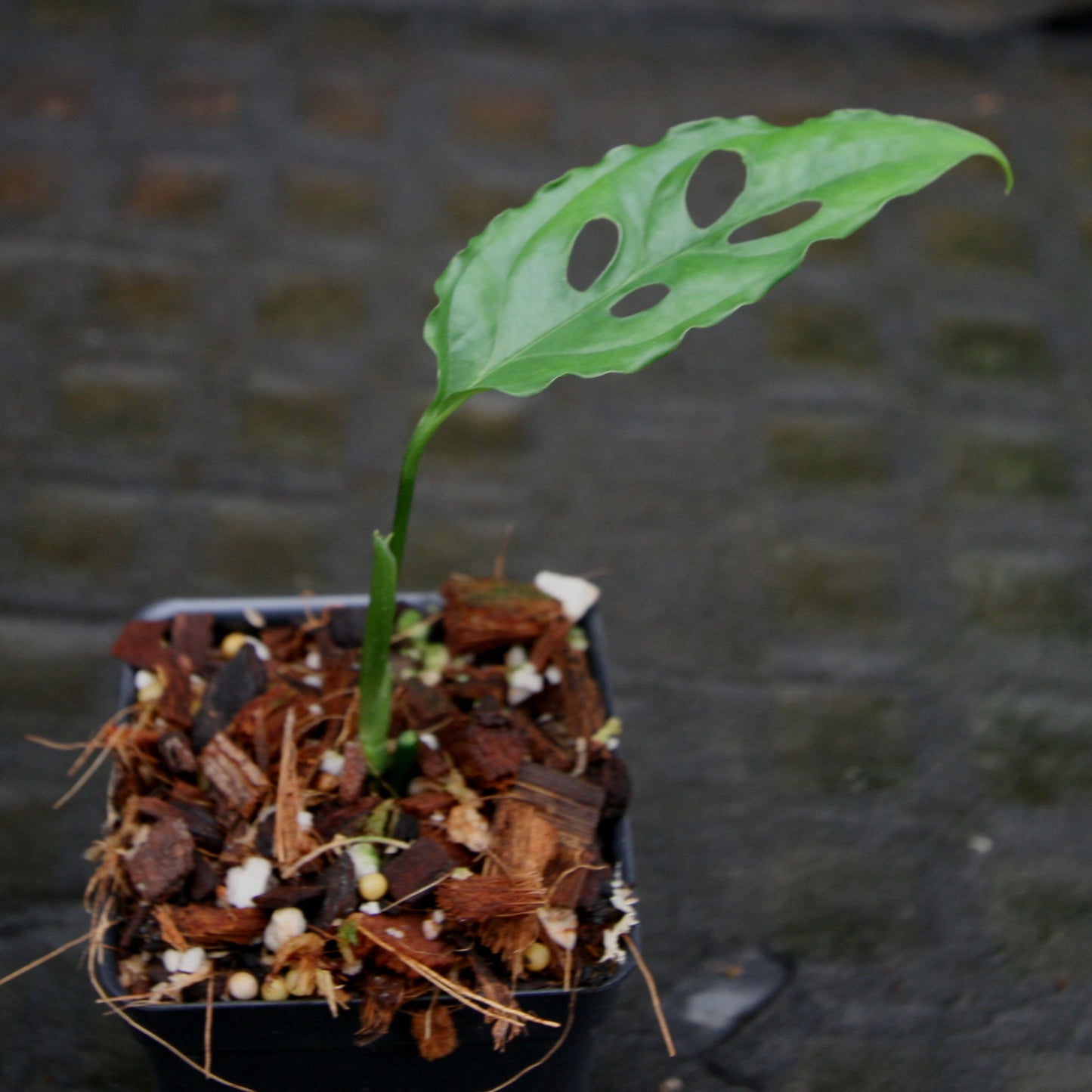 planta monstera obliqua Monstera obliqua sp. Peru – Carnivero
