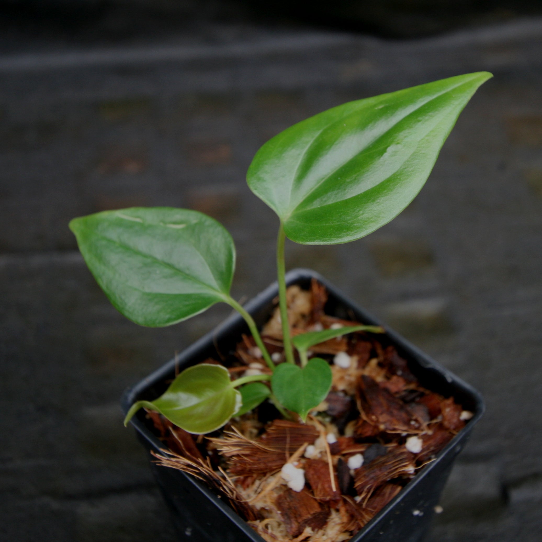 Anthurium moodeanum, CAR-0275 – Carnivero