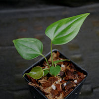 Anthurium moodeanum, CAR-0275