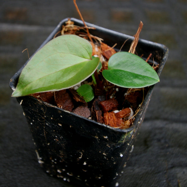 Anthurium moodeanum, CAR-0275