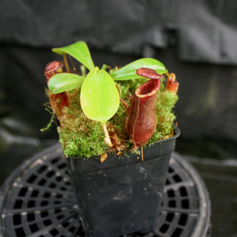 
                      
                        Nepenthes muluensis x lowii, BE-3128
                      
                    