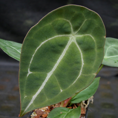 Close up of Anthurium forgetii silver X leaf with bold pale venation on dark green surface.
