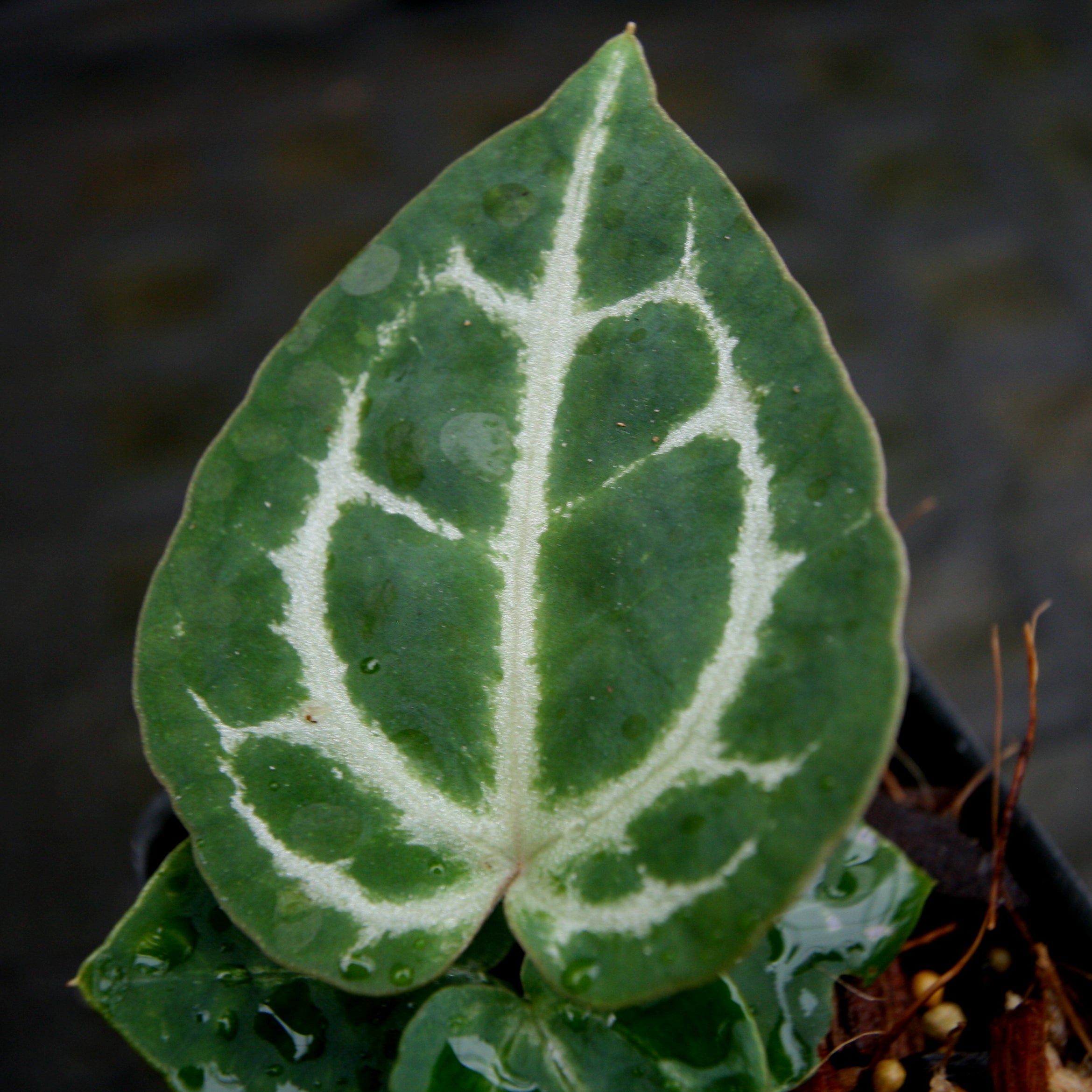 Anthurium crystallinum 
