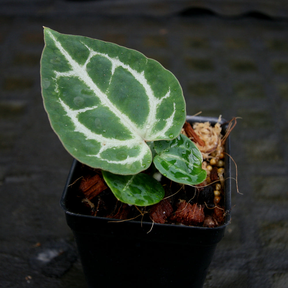 
                      
                        Anthurium crystallinum "Dark" x red crystallinum - NSE1, CAR-0273
                      
                    